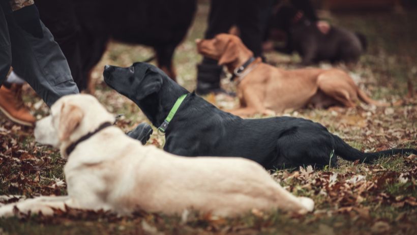 Training Tips: How to Prepare Your Dog for a Working Role